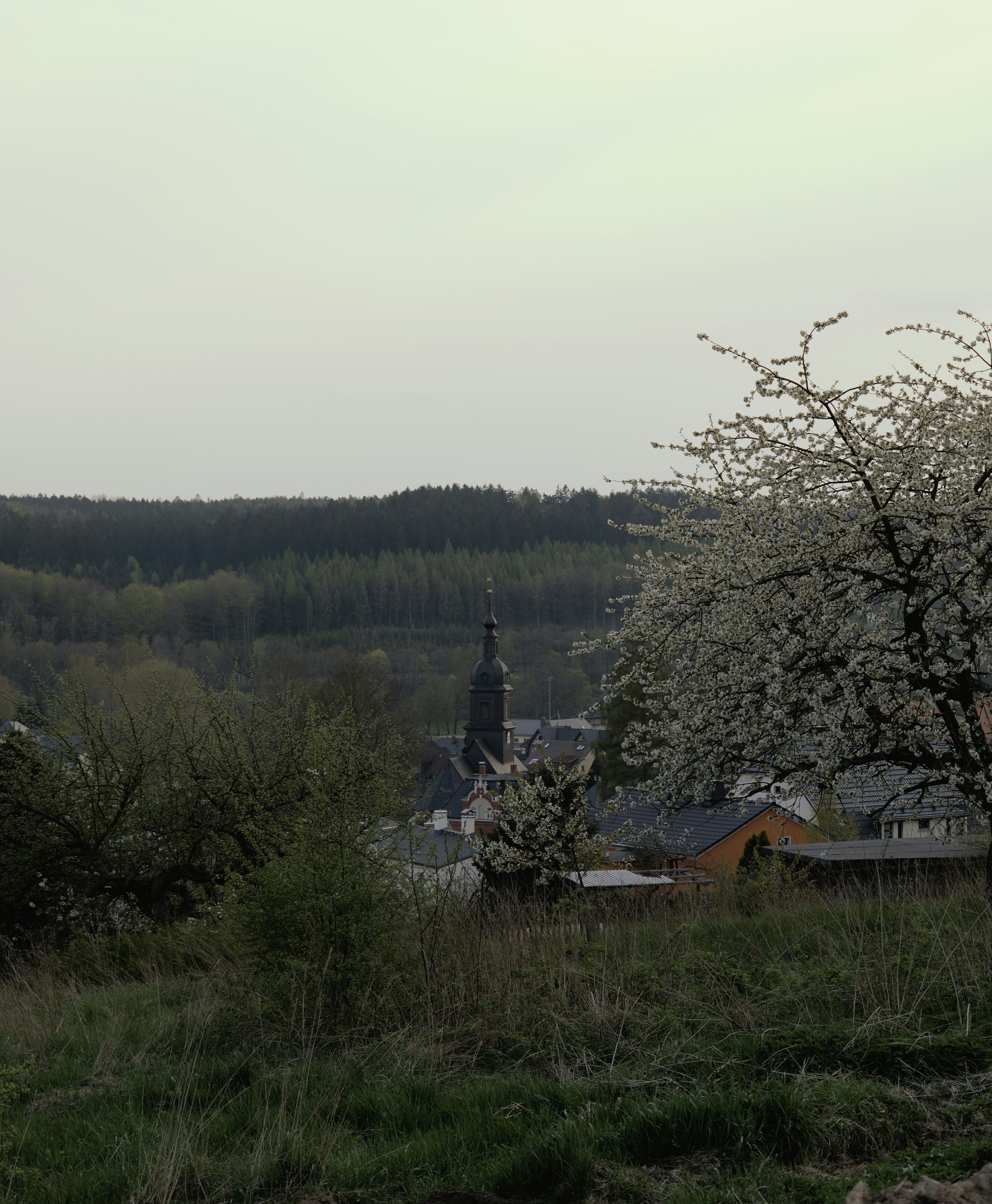 a grassy area with trees and buildings in the background